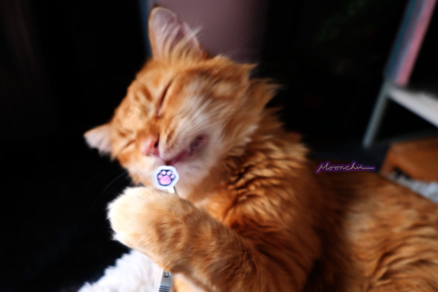 a teeny little black paw with pink toe beans sticker from the halloween black cat stationery sheet, being pawed at by my cat haha