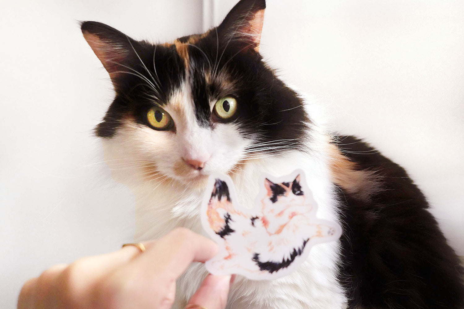 photo of the muse of these adorable calico stickers!
