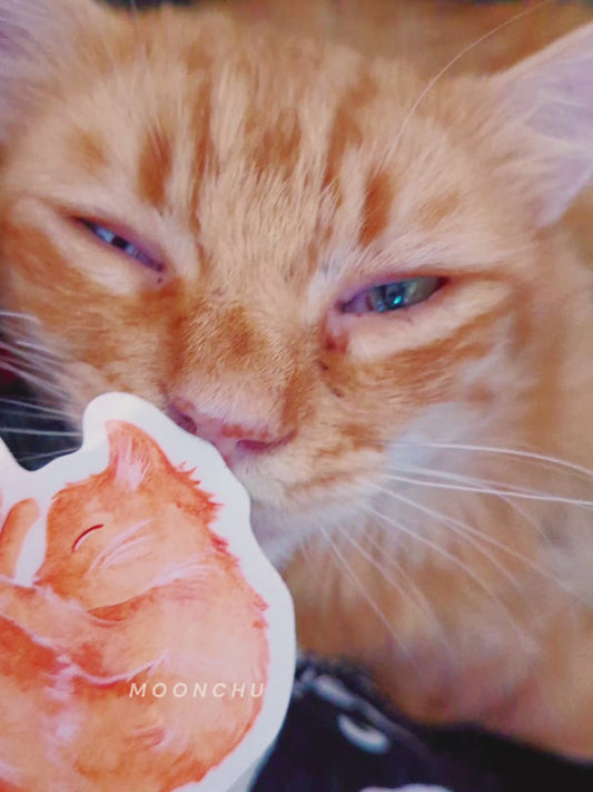 video showing original sticker art by moonchu, watercolour orange cat painting, cat is curled up and sleepy like a donut. very cute, very orange! also in video is my cat, ember! sleeping just like the sticker.